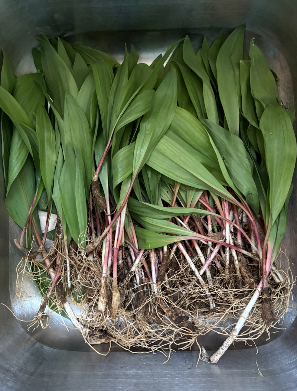 Cooked Wild Ramps Wild Ramps: How to Forage, Grow, and Cook Spring’s Most Fleeting ...