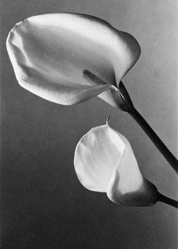  The object of education is to teach us to love what is beautiful. — Plato 