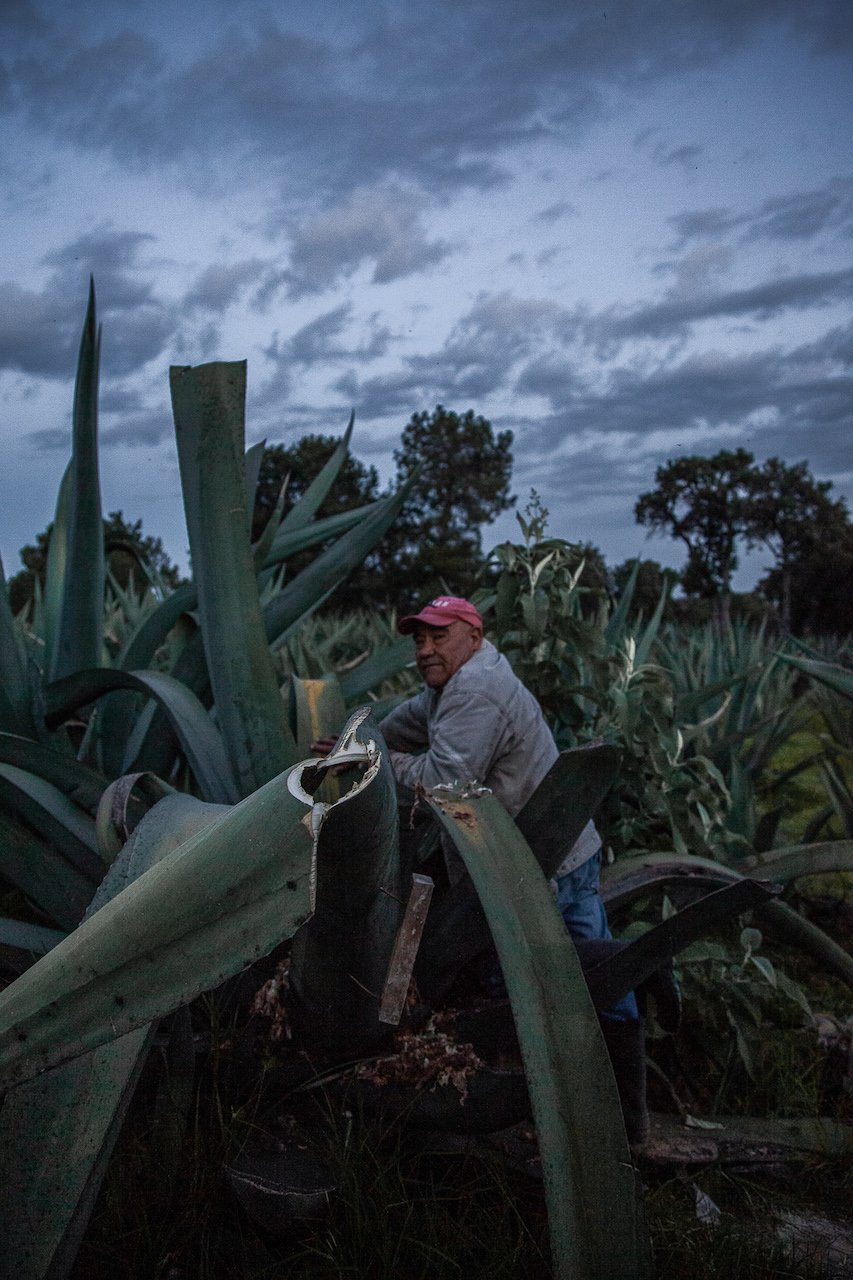 16. Faustino en los magueyes de Rancho los Morales