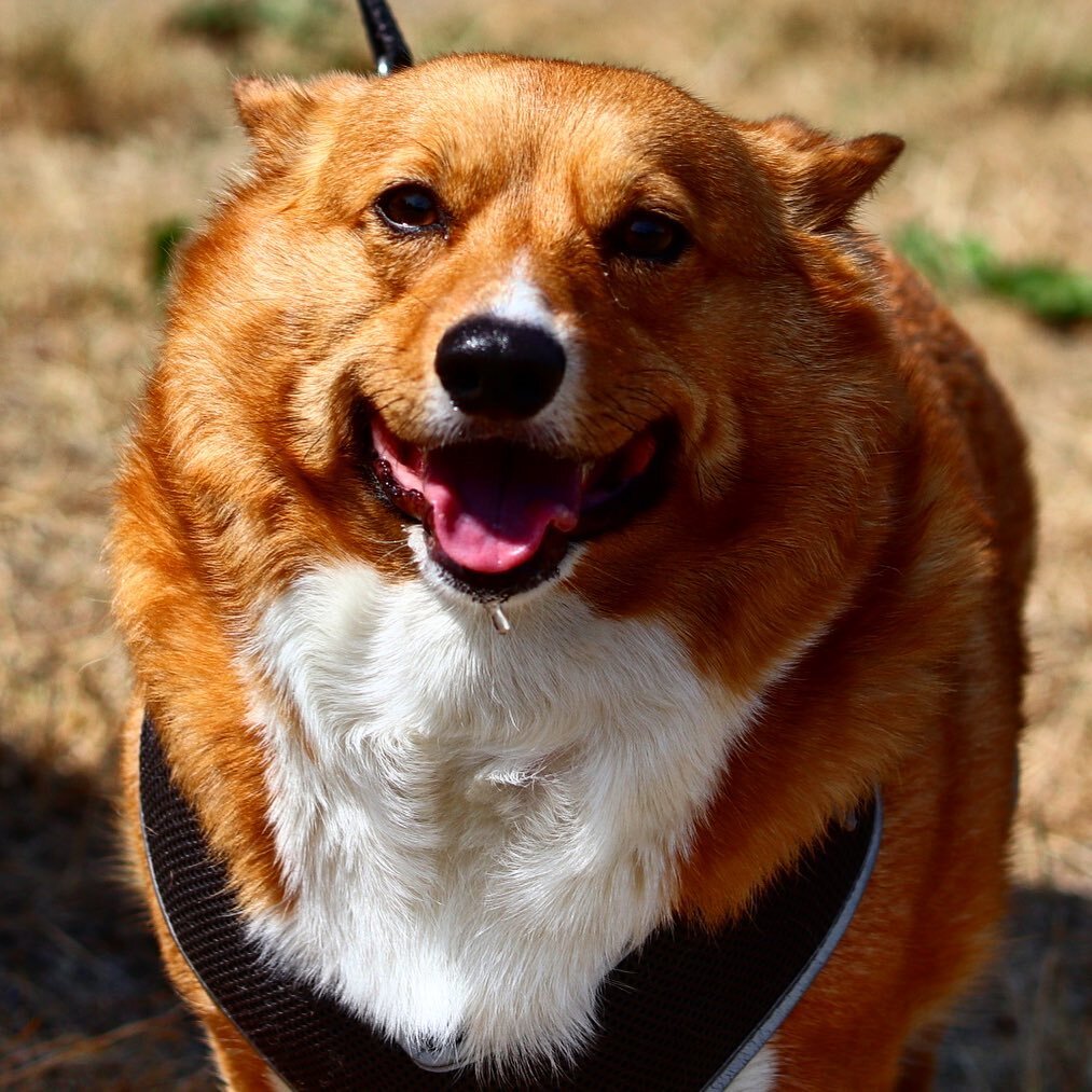 #goodvibes #goodmorning #mondaymotivation #mondayvibes #dogsofinstagram #doglife #dogloversofinstagram #corgi #corgisofinstagram #corgistagram #dog