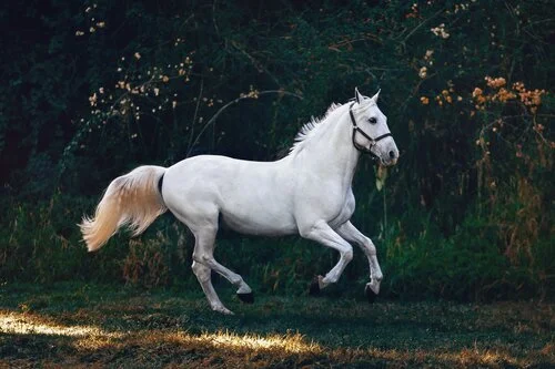 Marketing Strategy Tips for Equine Business Owners