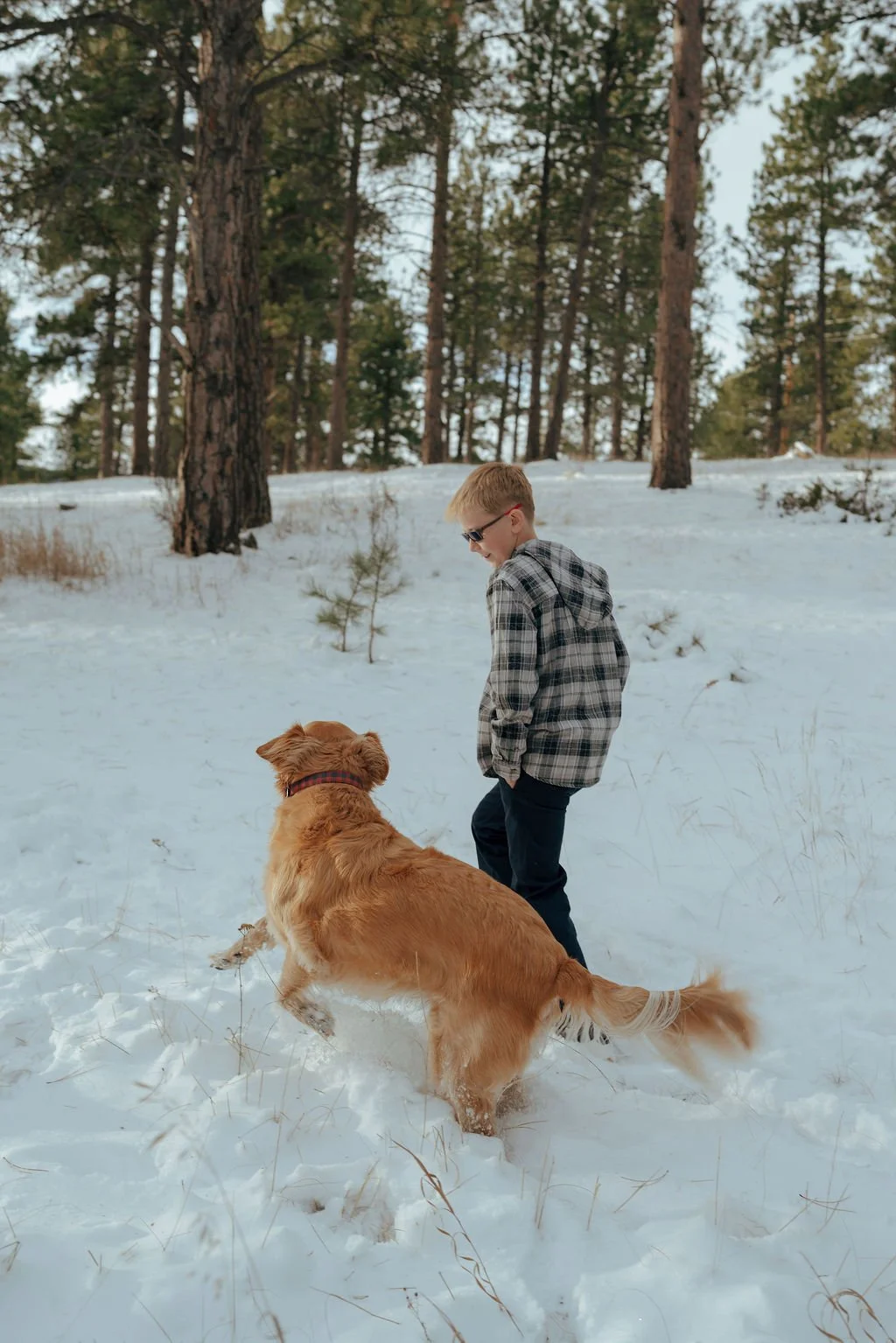 A boy wearing a plaid jacket walks in a snowy forest with a golden retriever for a documentary family photography session