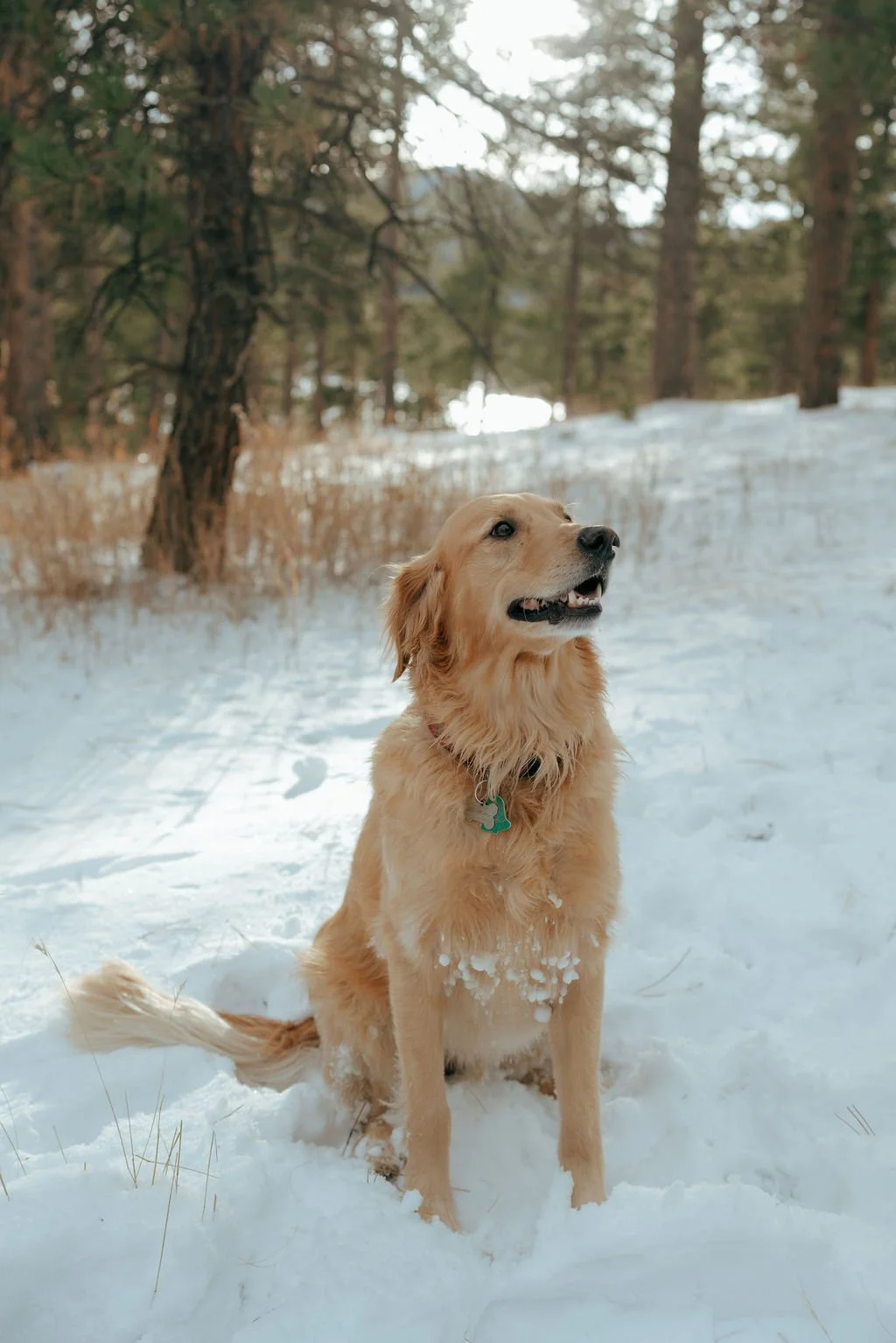 A golden retriever sits in the snow in a forested area, looking slightly upward.