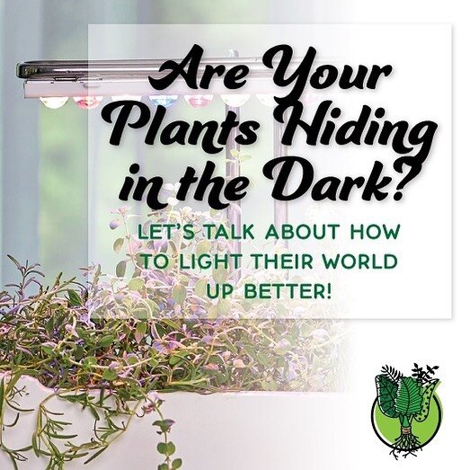 Swing by or visit our website to check out our lighting options but definitely contact us if you need some DIY tips on set up ideas!⁠
#hydroponics #hydroponicsystem #hydroponicgarden #gardendesign #urbangarden #kitchengarden #indoorgarden #indoorplan