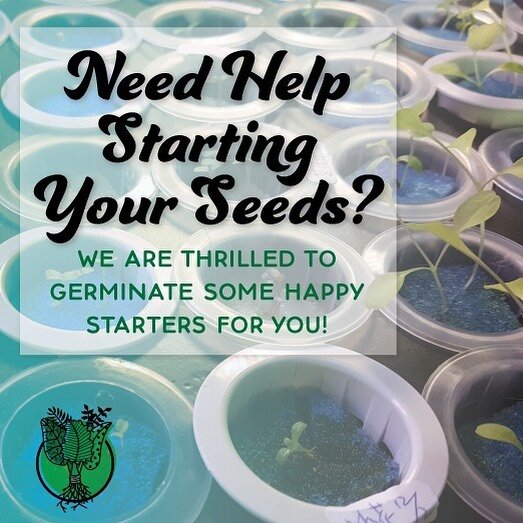 You learned Tuesday how to get those seeds going but if you don't want to invest the extra money in a set up for regular use, or the time to wait for those sprouts, just come see us and you can buy from what we already have germinated, or request spe