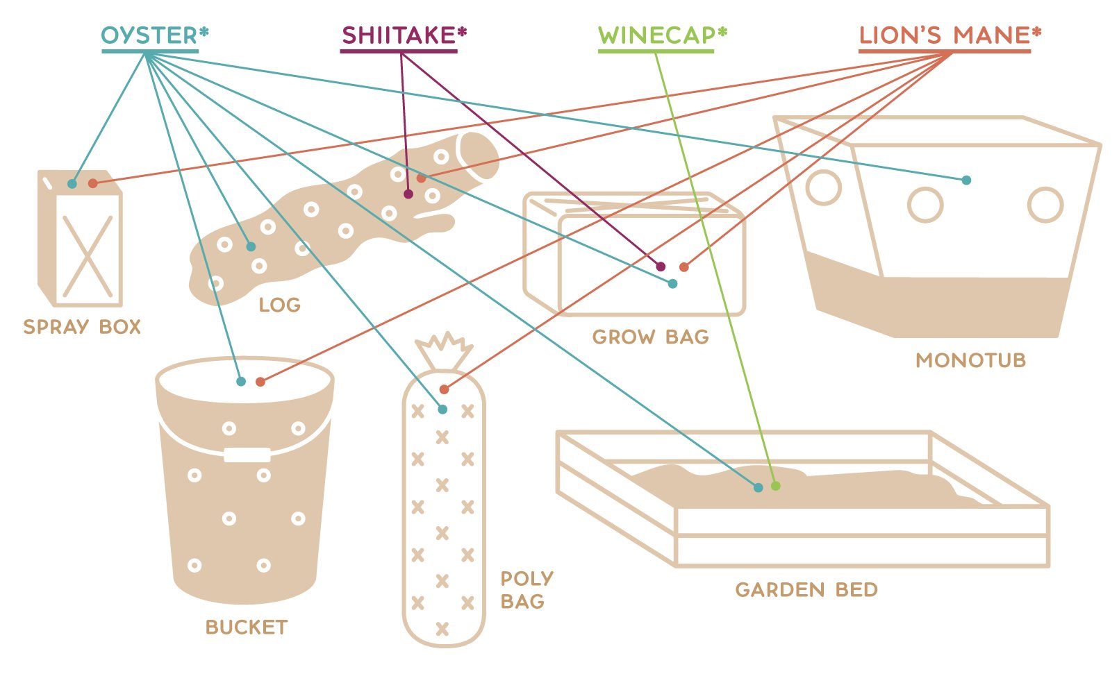 Structure Preferences for Beginner Mushrooms