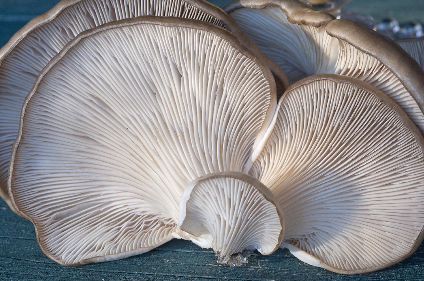 Blue Oyster Mushrooms