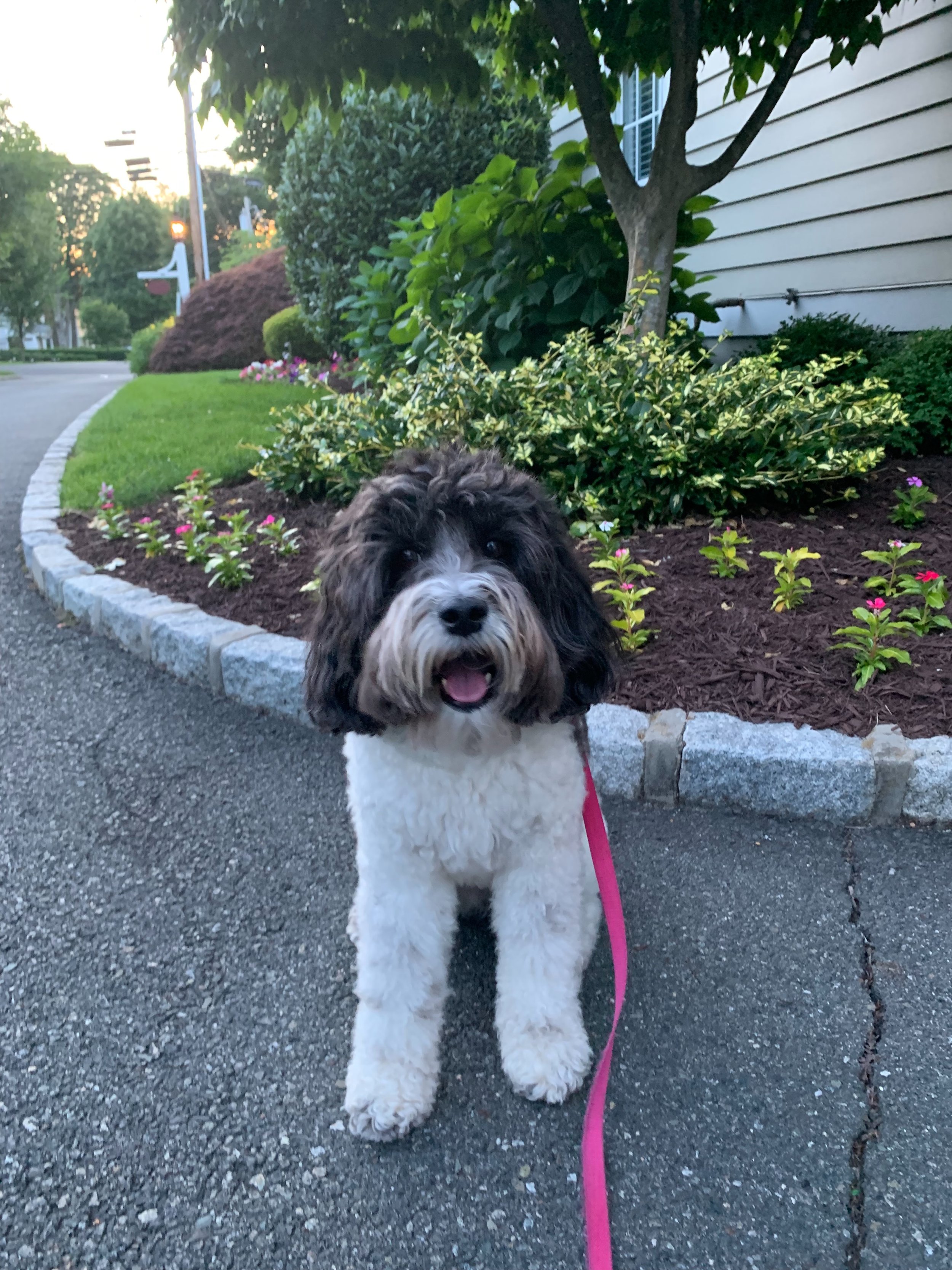 Yesterday, we said goodbye to our sweet Bella. 🤍🐾

For 16+ years, she gave us the greatest gift: unconditional love, endless happiness, and a lifetime of memories.

Bella wasn&rsquo;t just our beloved family member. She was the MACMOM Team mascot, 