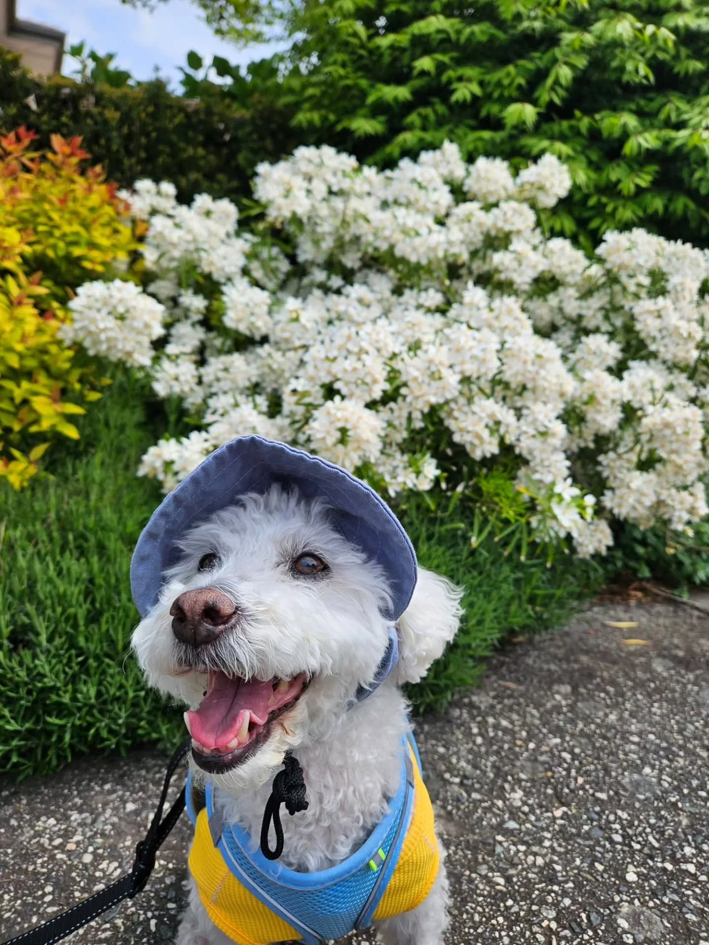 spring brings life.

the most stylish korean dog. reading by the river. flower boobs. day trip to squamish w the sibs. flower art. photoshoot for @francisarevalomusic. pottery making w @gloriajyhan. golden hour. first frolic of the year. cilantro on 
