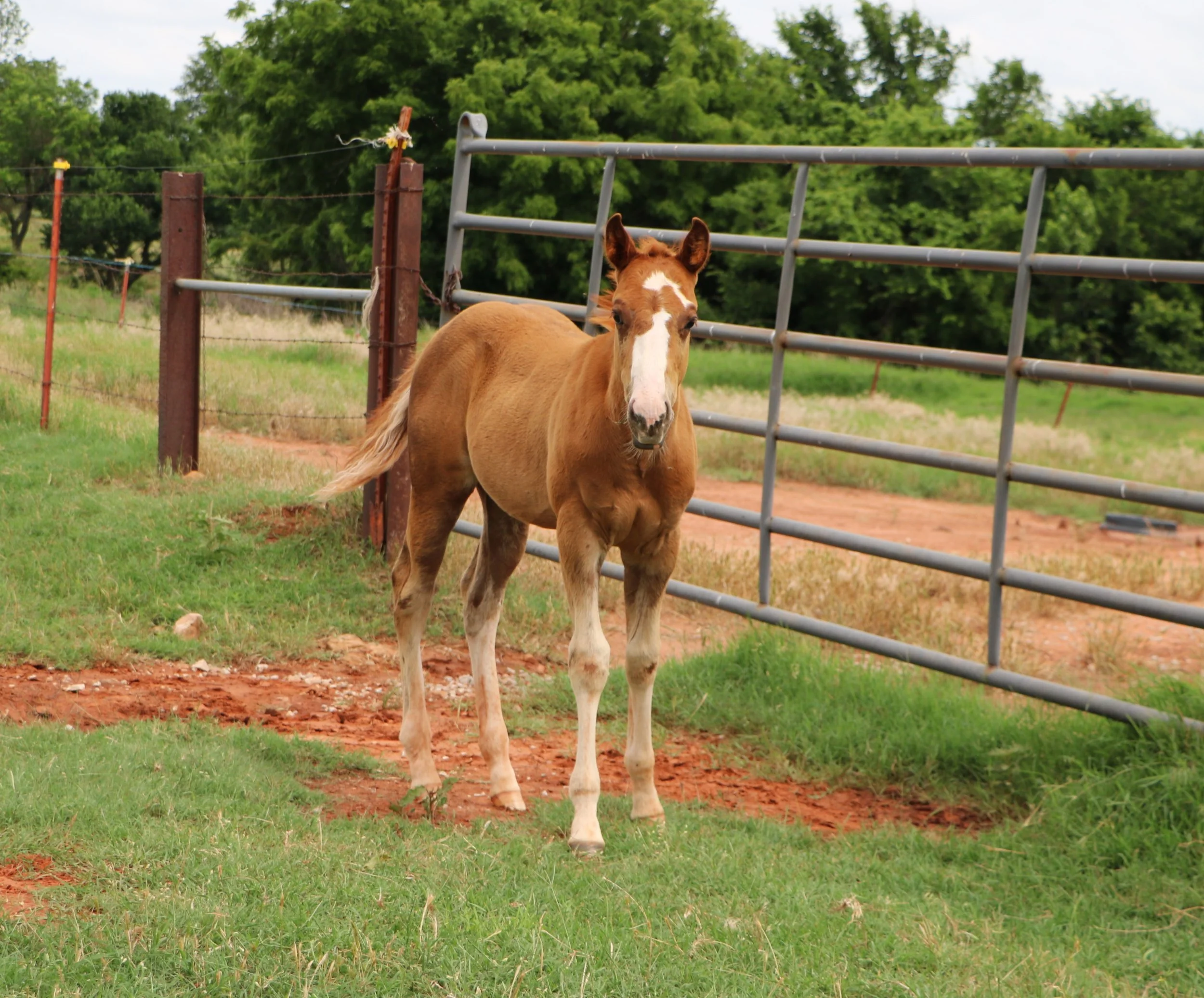 IMG_9741.JPG