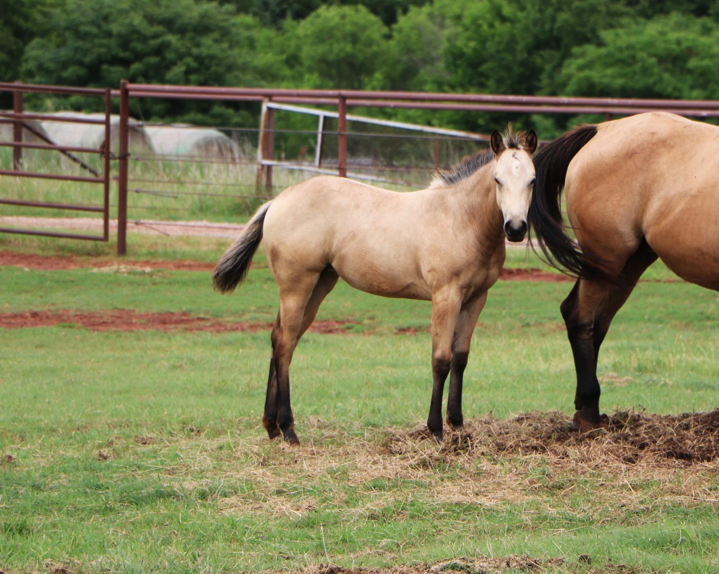 IMG_9787.JPG