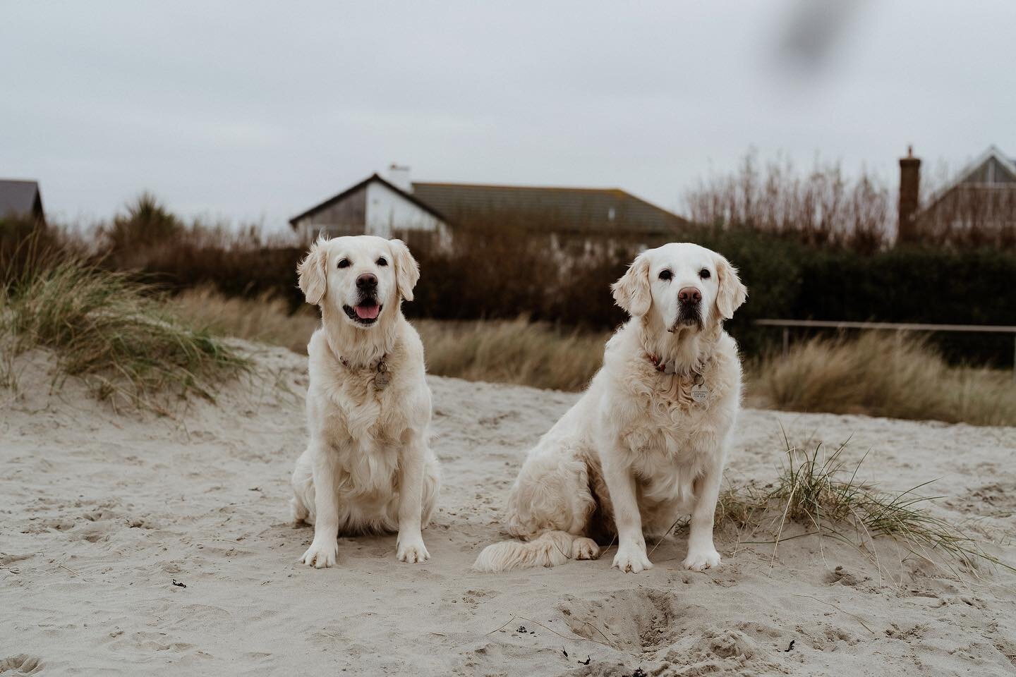 Meet @lolathegoldenbear and Poppy, the two most important members of the team. 

Most likely to be found sleeping on the job or sniffing out food. 

#officedogs #socialmediteam #teamdog #caninecompanions  #socialmediaservices #socialmediasussex