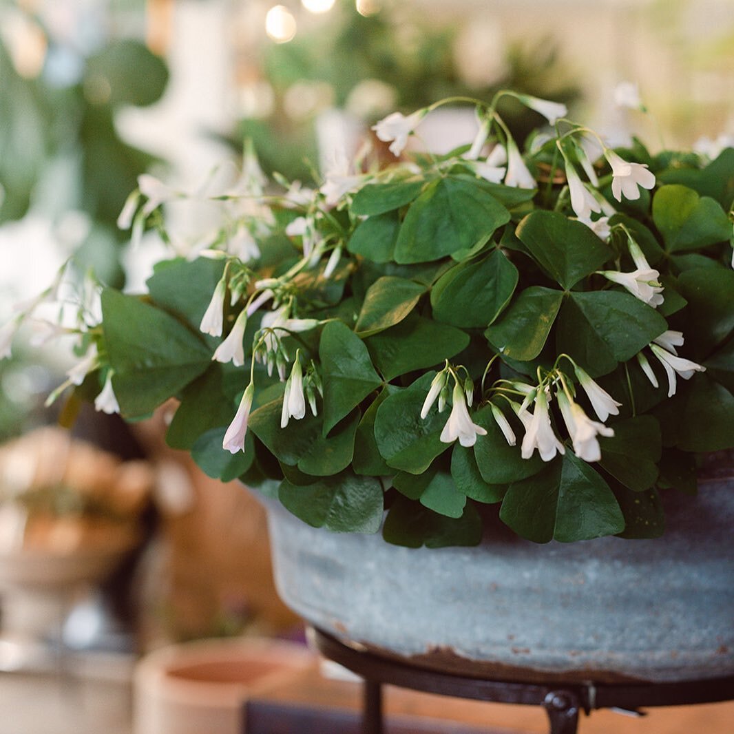 Don&rsquo;t forget your green for good luck this week with these sweet little Oxalis, plants- otherwise known as Shamrocks ☘️ One of my favorite plants any time of year, their delicate blooms blend from white to pale to pale pink and even lavender.  