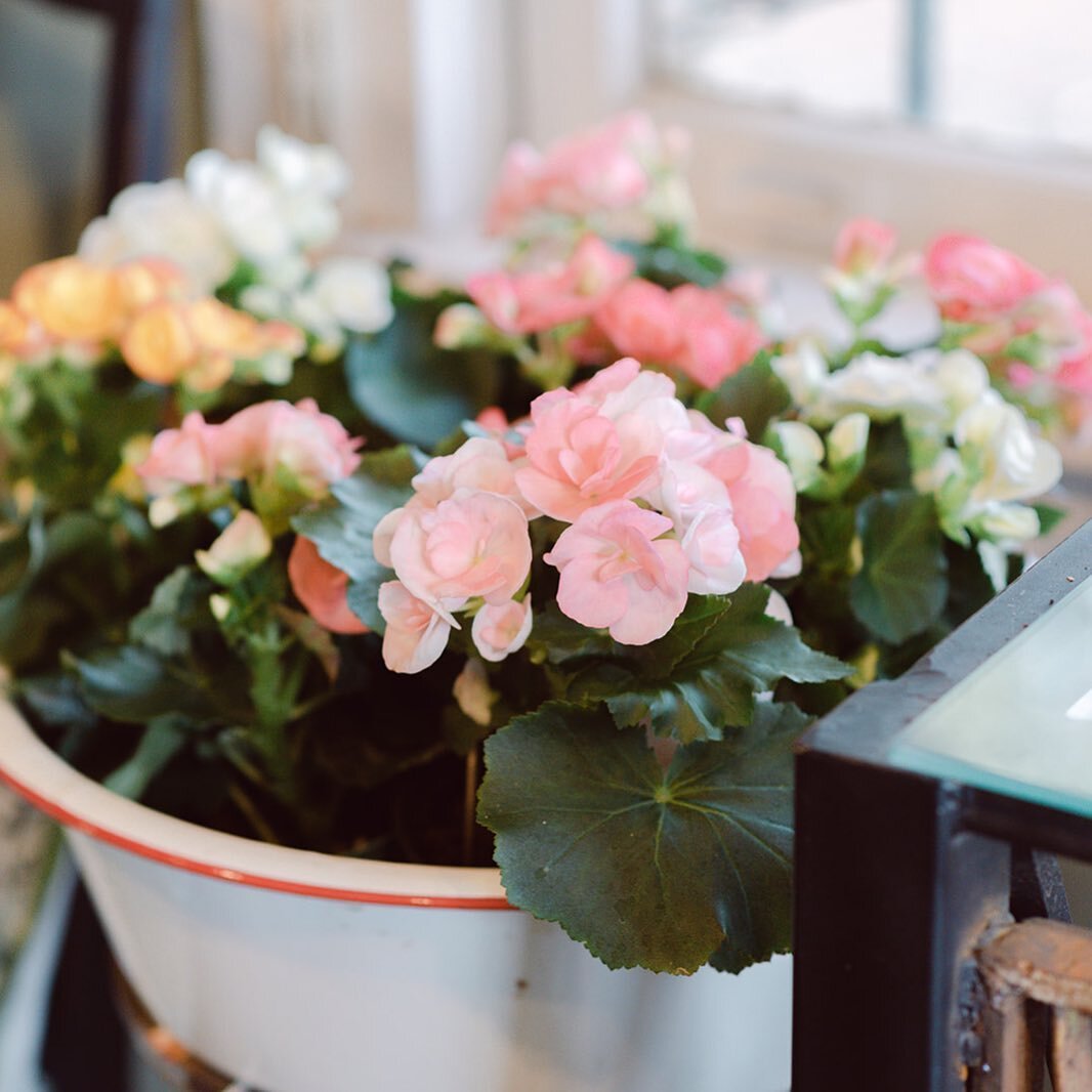 Gorgeous pastel shaded begonias 💗. These and other beautiful blooming (and green 🌿) plants are in the shop!

Pic by @kateprincephotography 💚

#plantsmakepeoplehappy #gardenerscottageasheville #828isgreat #828 #asheville #begonias #plantpeople #pla