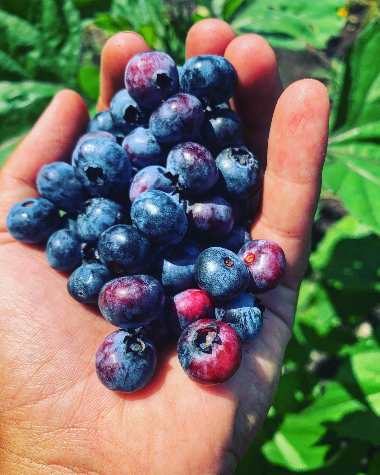 Did you know that the farm field exists amongst an old blueberry field? 🫐 

When we moved over to the correct parcel of land this spring, we were met with dense forest, boggy swamp, and about 3 acres of overgrown blueberry bushes. 

And what an abso