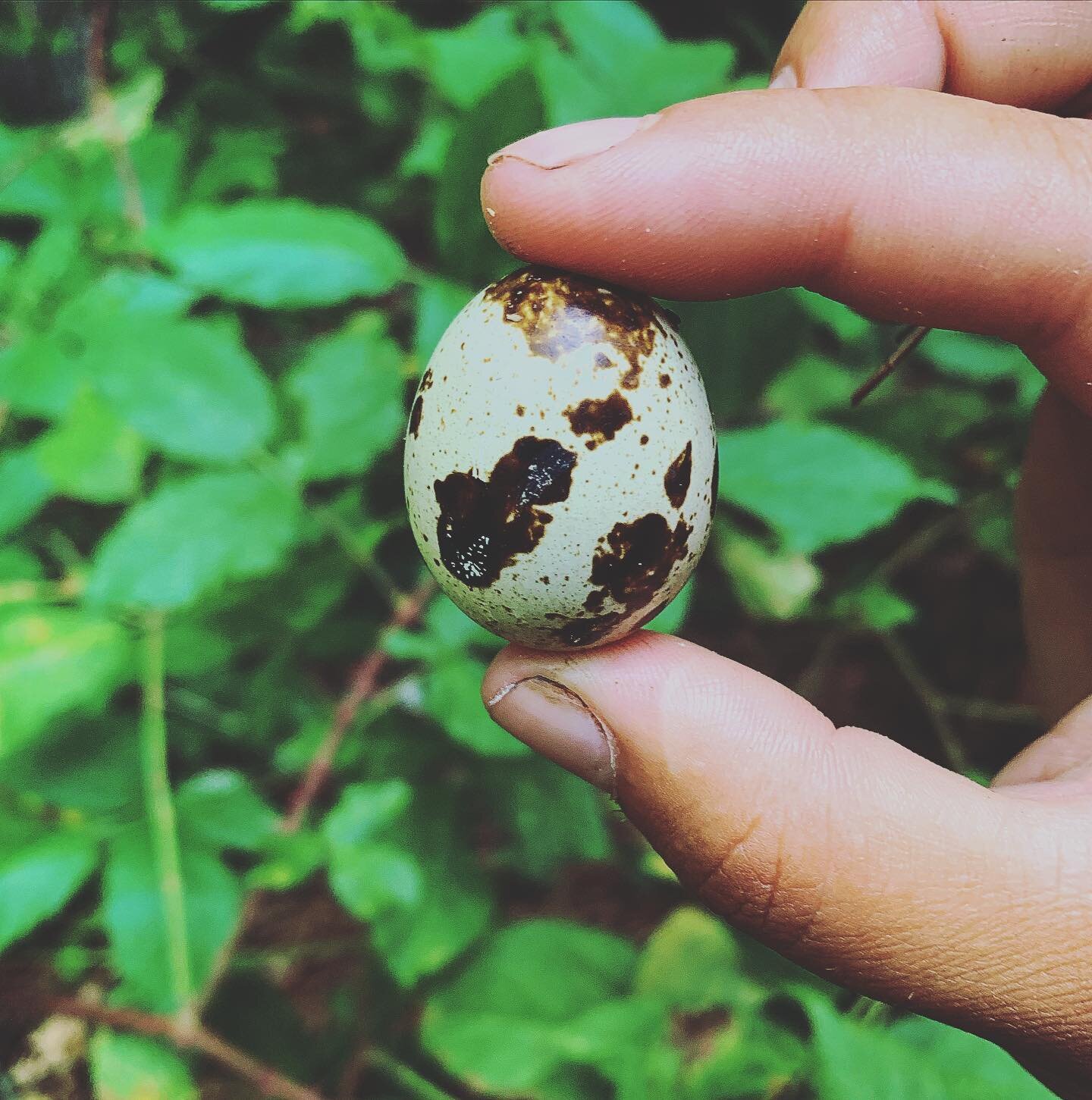 🌿QUAIL EGGS🌿

Extra super delicious and nutritious! These sweet little eggs are a fraction of the size of a chicken egg, yet packed full of flavor and nutrients! 

I have been raising quail for 4 years, and they have been a joy! So much so that I w