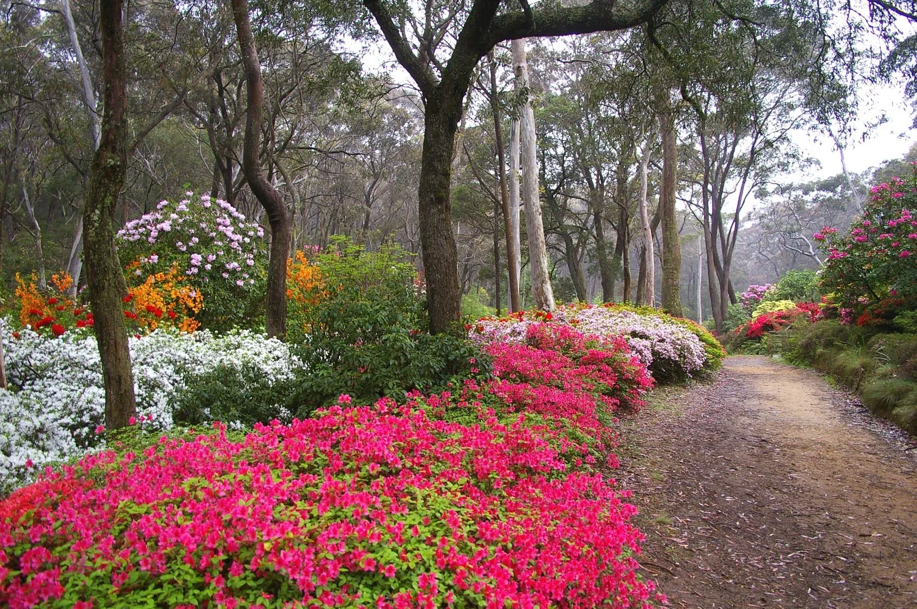 Walking path through Campbell Rhododendron Gardens in Blackheath with colourful flowering shrubs and native eucalyptus trees in the Blue Mountains
