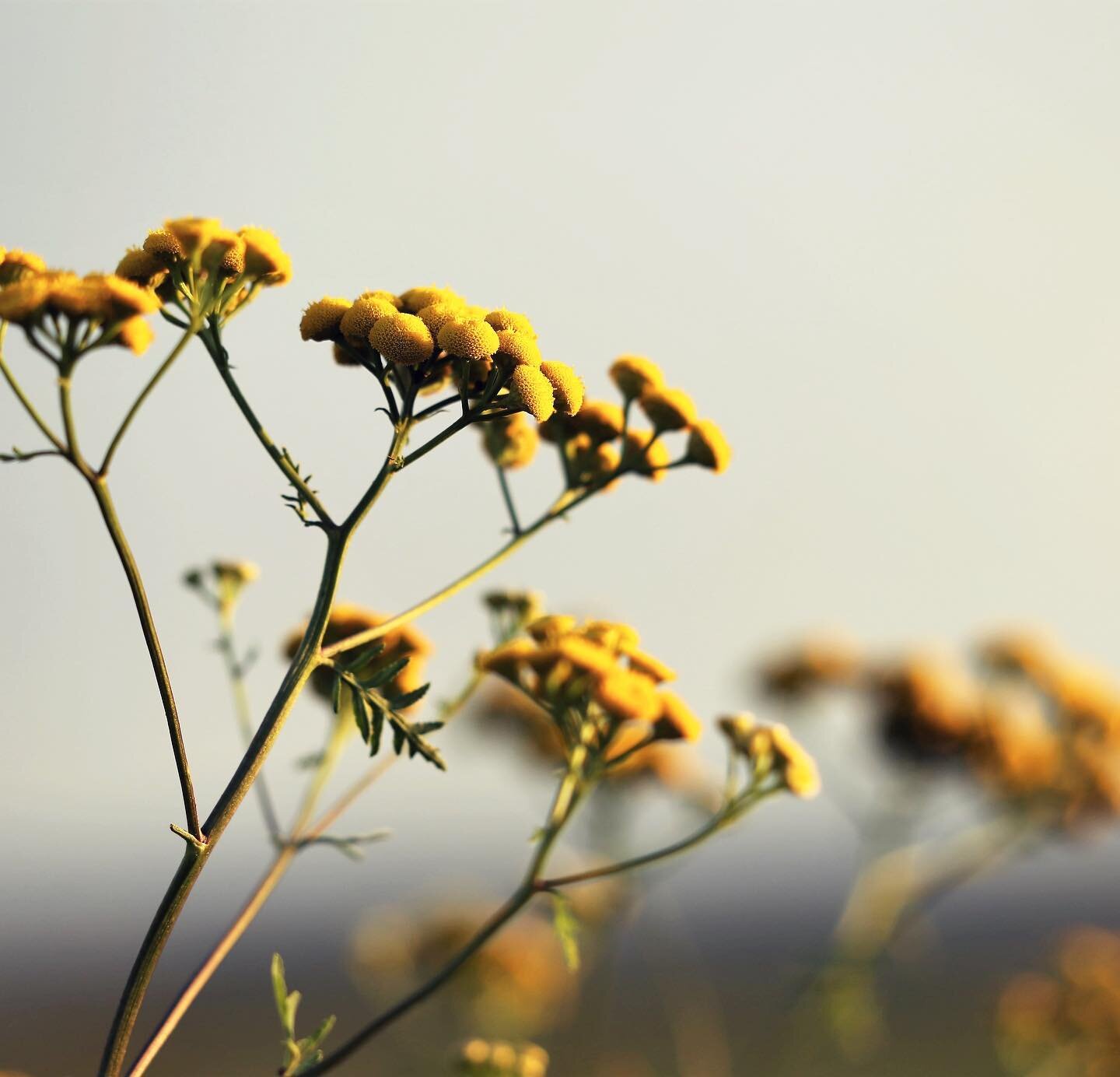 Blue tansy 💙

This magical little yellow flower creates a potent inky-sapphire-blue essential oil when steam distilled. Fruity, floral and herbaceous it&rsquo;s scent is uplifting, mood enhancing and calming. 

This is a prized oil that is cleansing