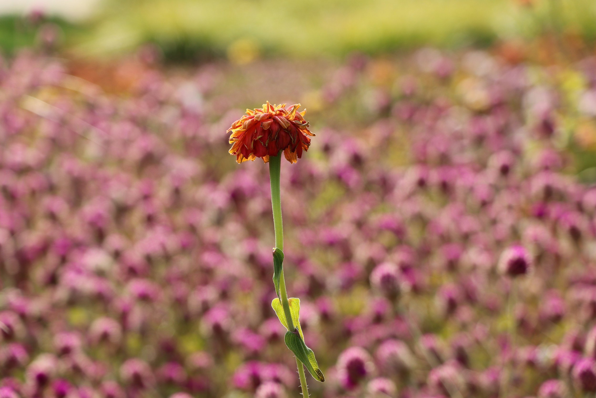 a single blossom growing in a large field of other flowers