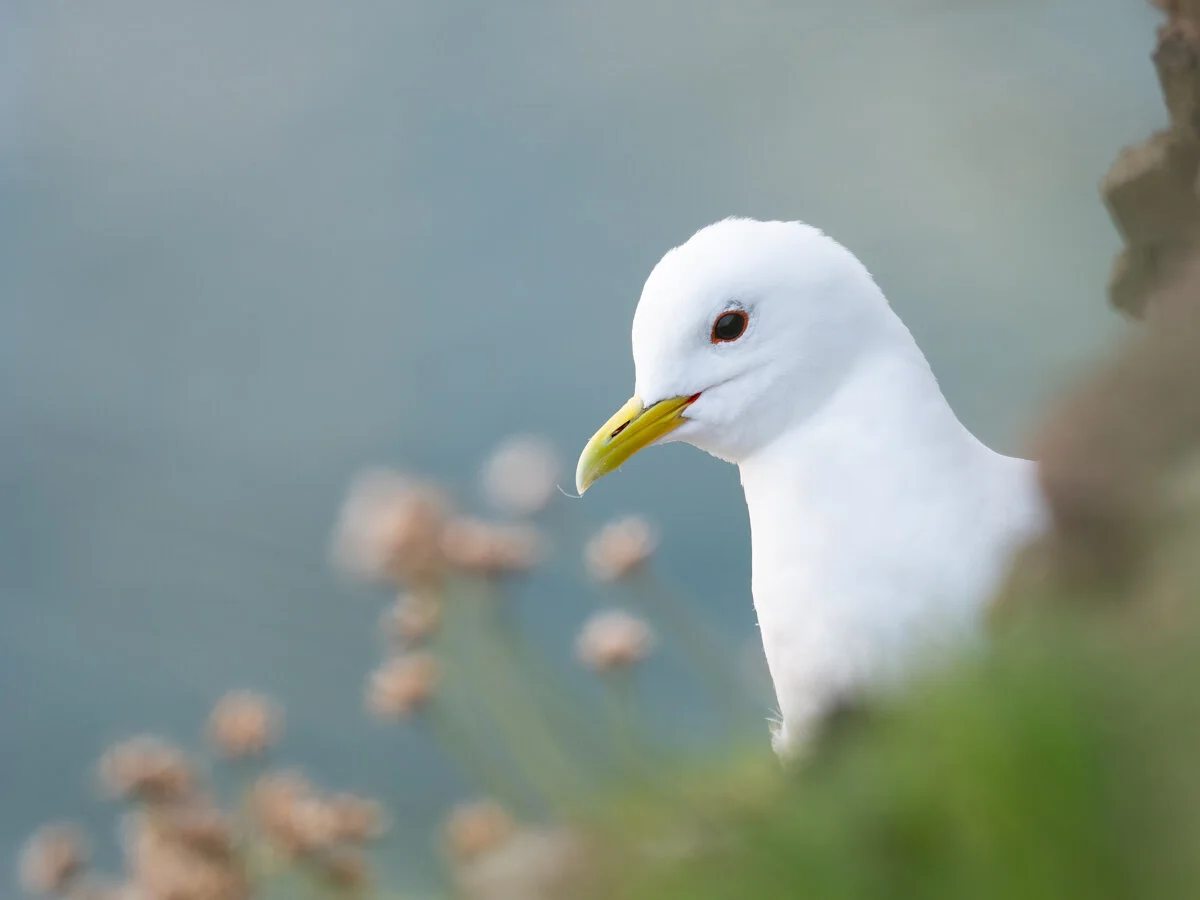 Kittiwake | Olympus EM1ii, 300mm f4, 1/125s, ISO 500