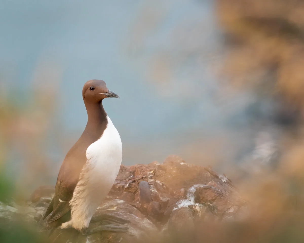 Guillemot | Olympus EM1ii, 300mm, f7.1, 1/80s, ISO 1000