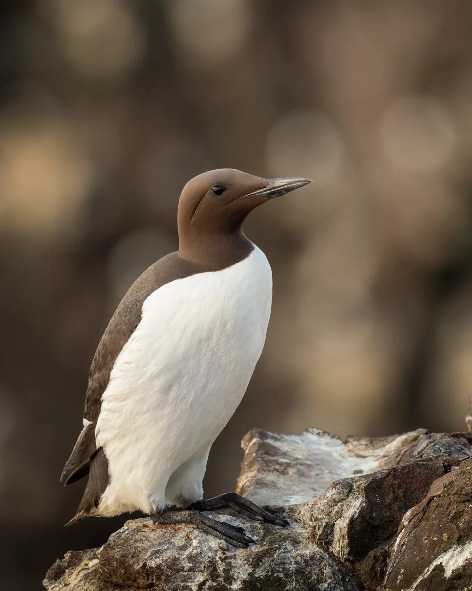 Guillemot | Olympus EM1ii, 300mm, 1.4x, f5.6, 1/160s, ISO 200