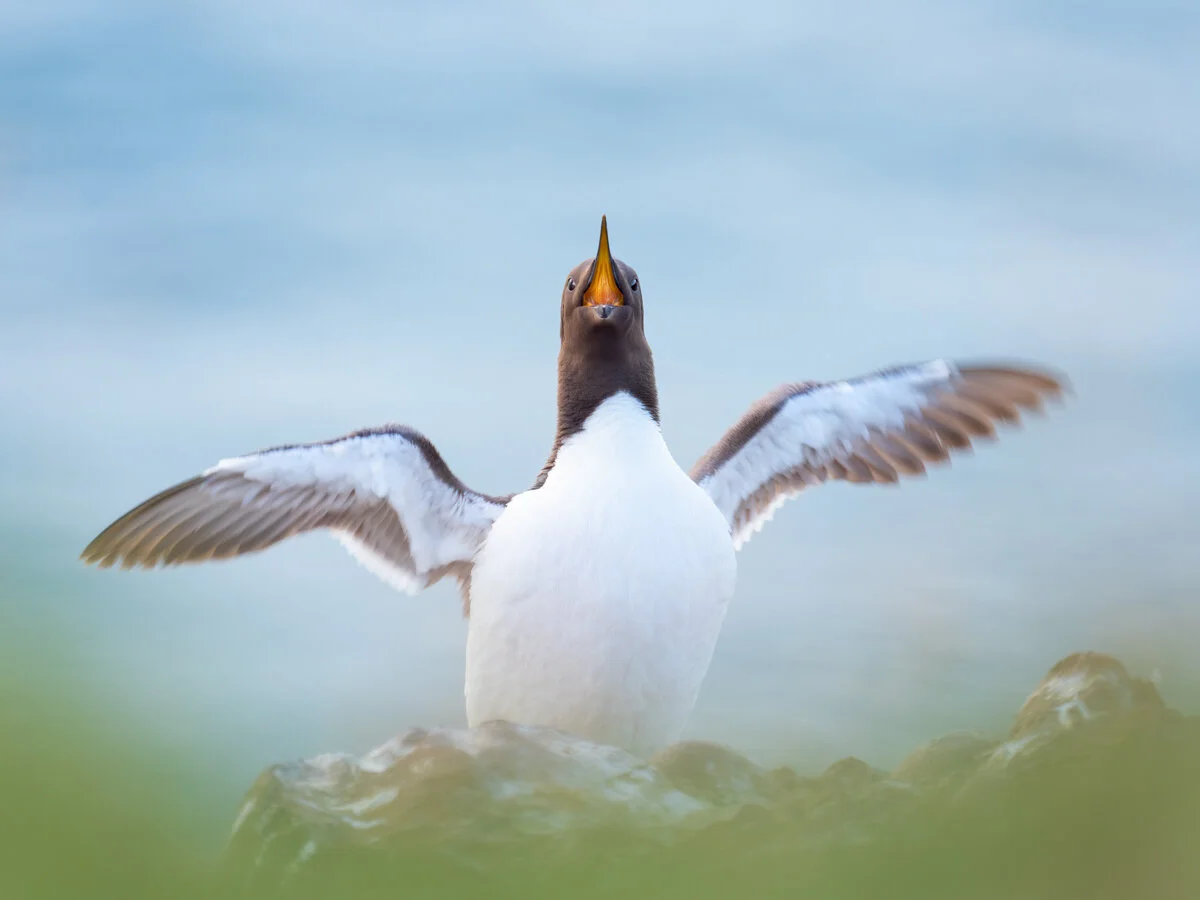 Guillemot | Olympus EM1ii, 300mm, f4, 1/160s, ISO 250