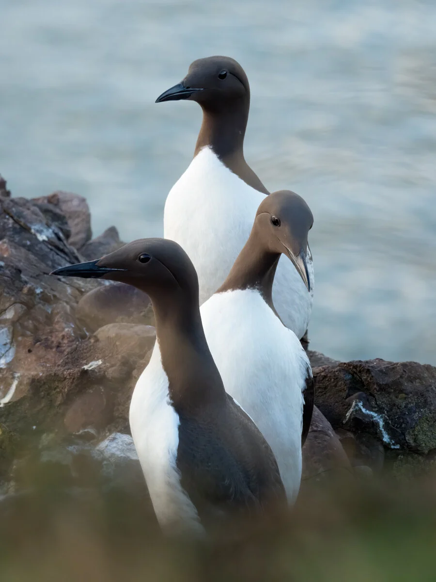 Guillemots | Olympus EM1ii, 300mm, f13, 1/125s, ISO 1000