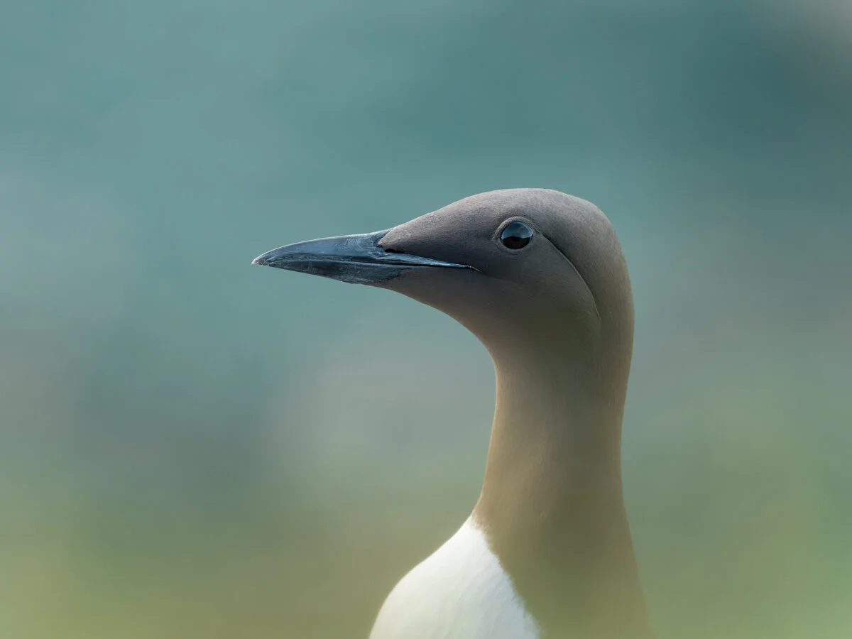 Guillemot | Olympus EM1ii, 300mm, f5.6, 1/125s, ISO 500