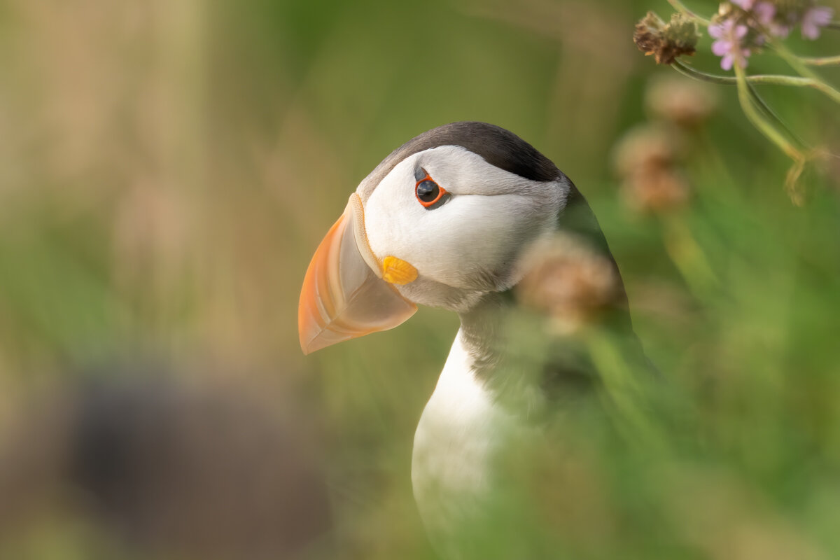 Puffin | Olympus EM1ii, 300mm, 1.4x, f5.6, 1/200s, ISO 500