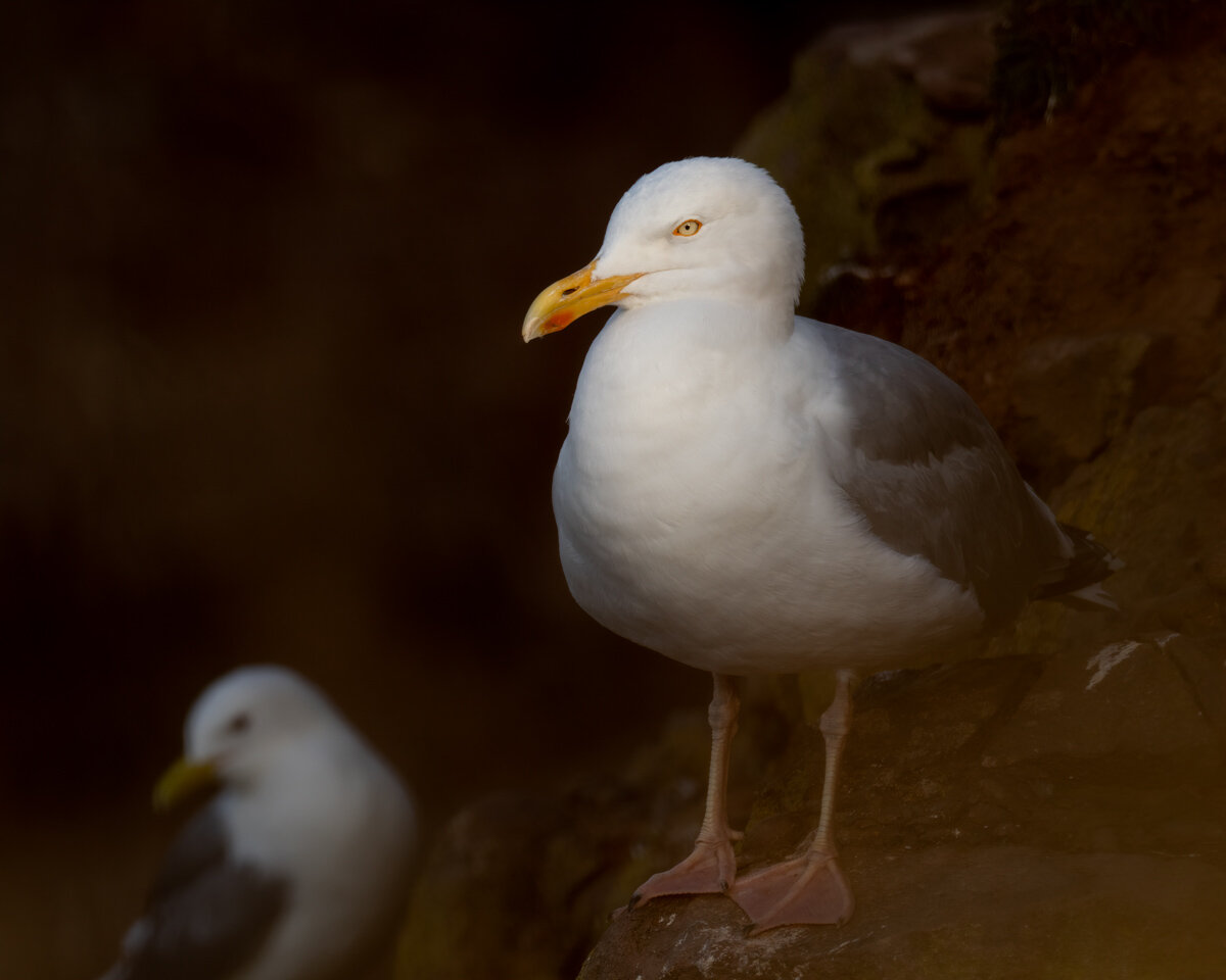 Herring Gull&nbsp;| Olympus EM1ii, 300mm, 1.4x, f5.6, 1/500s, ISO 200