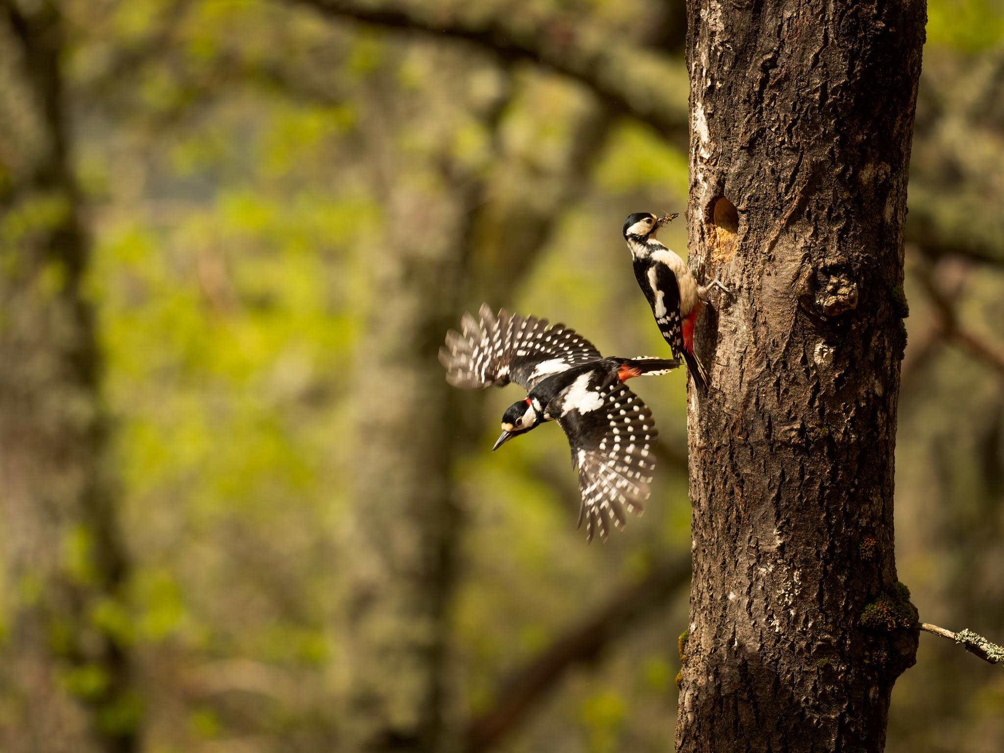 Gelijkenis Samenstelling Maken pro-capture-settings-for-birds-in-flight — Espen Helland Photography