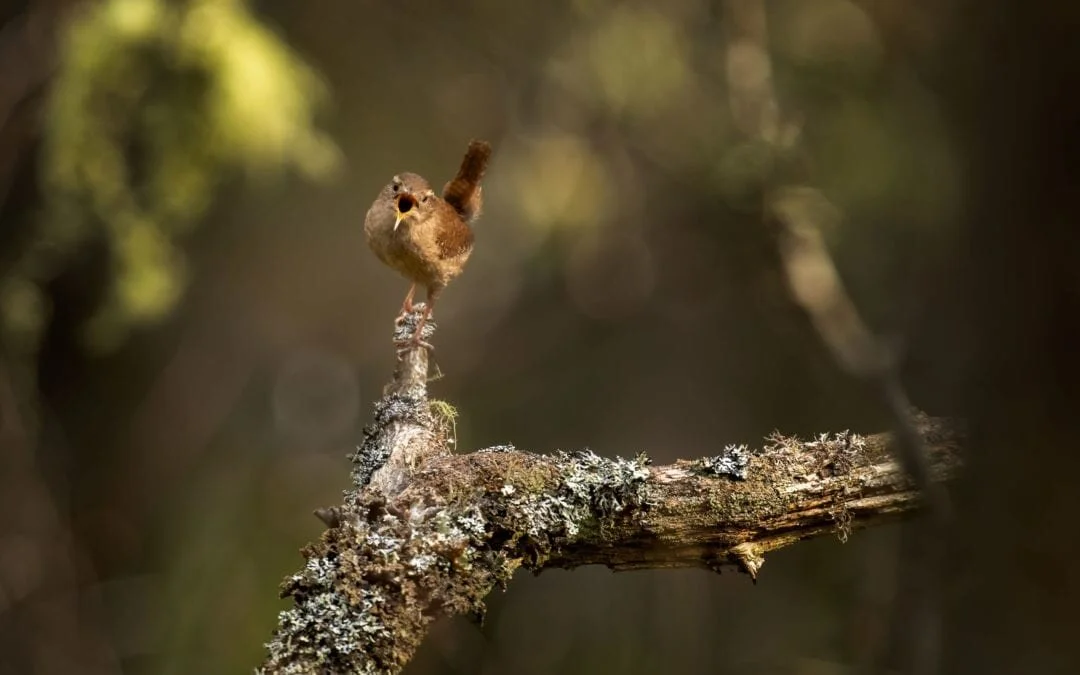 Bird Song For Beginners Tips For Learning Espen Helland Photography