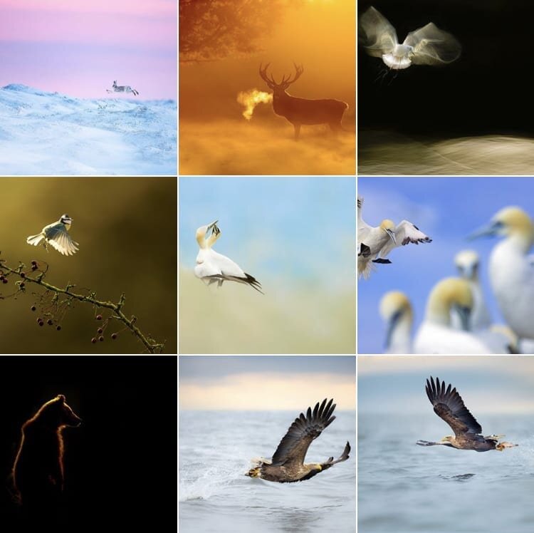 10 Inspiring Wildlife Photographers to Follow on Instagram — Espen Helland  Photography