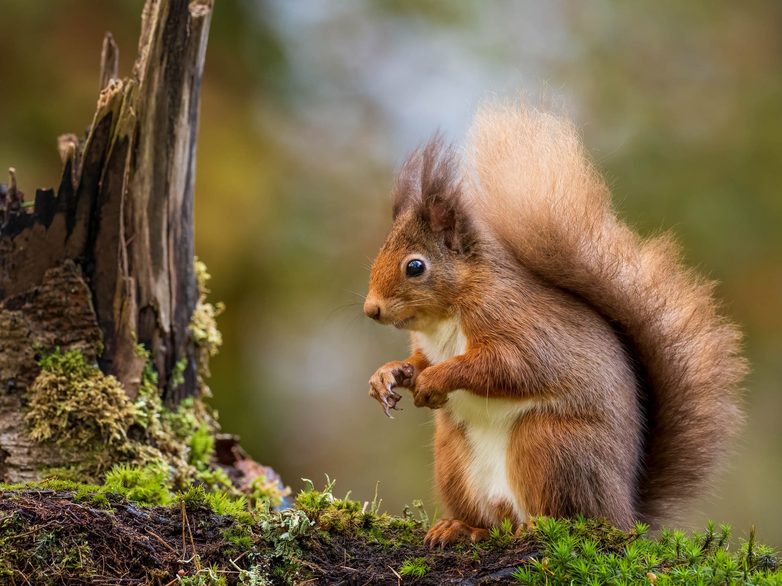 red squirrel-PB058614.jpg