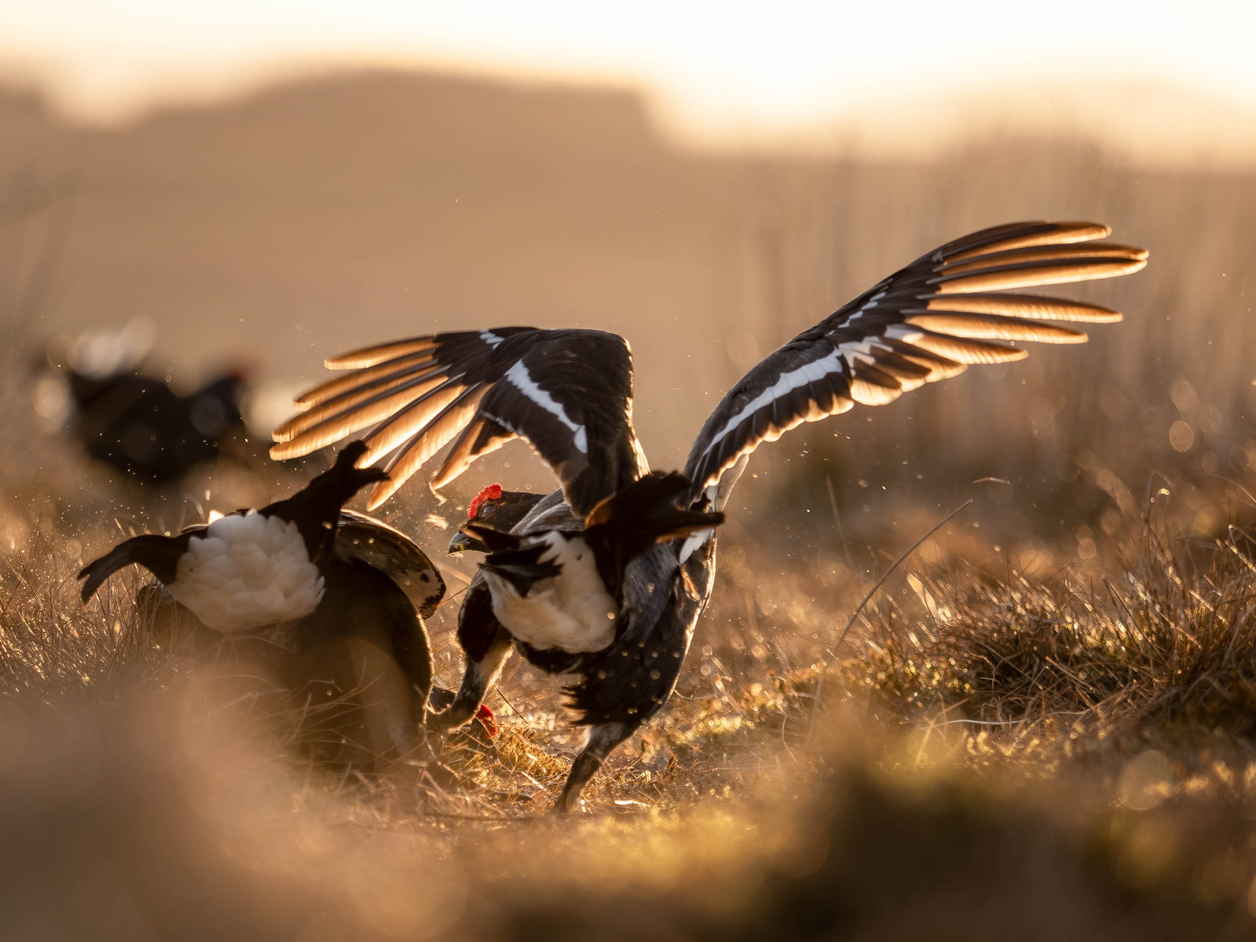 black grouse-P4228684.jpg