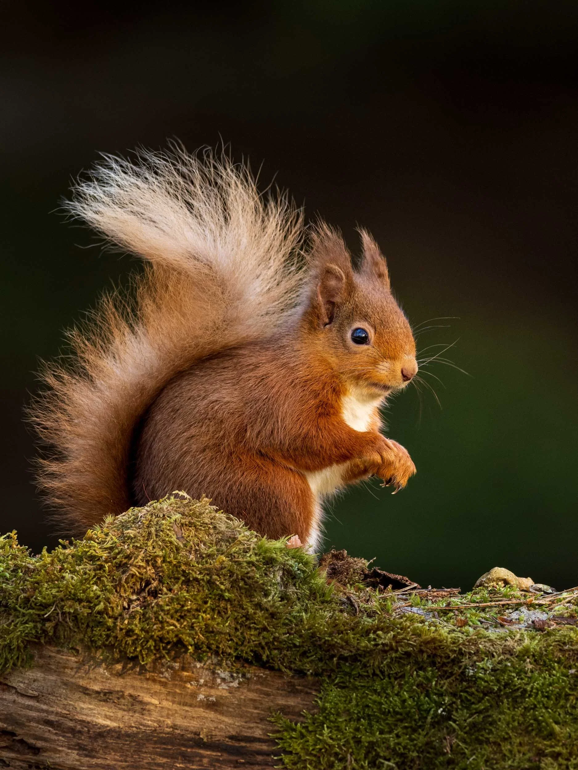 A red squirrel perched on a branch, showcasing its vibrant fur against a natural background