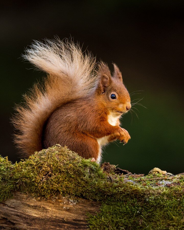 Looking forward to following these curious little characters as the seasons change. When the colours in the local wood starts to turn it'll make for some great photo backgrounds for the red squirrels. 

Interested in photographing red squirrels in my