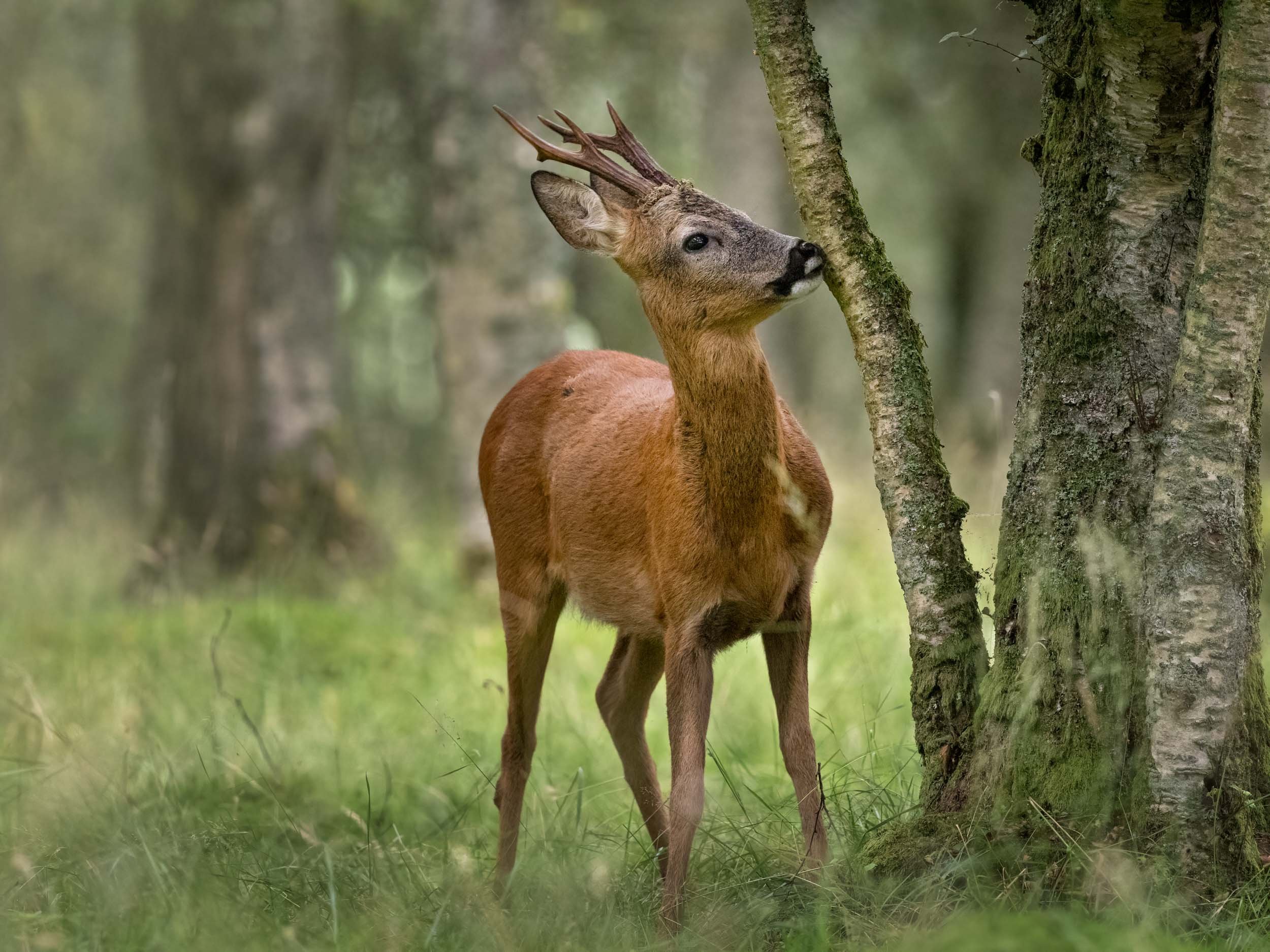 roe deer-P8258987.jpg