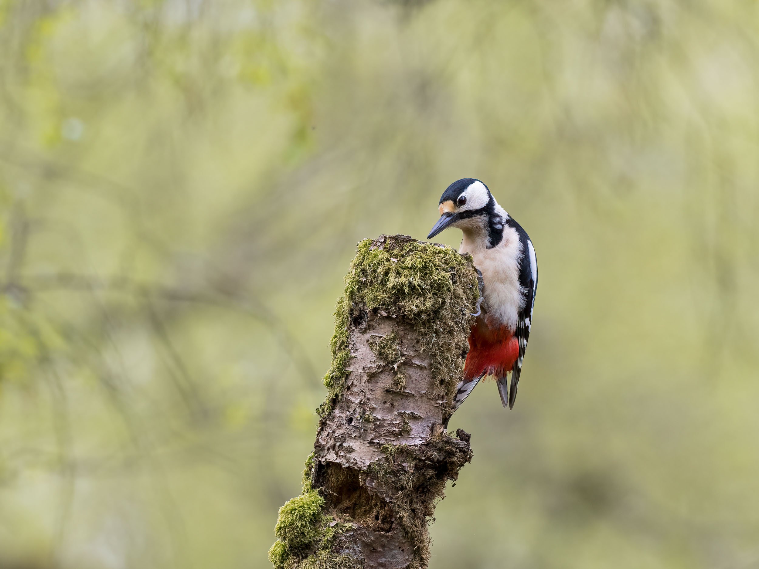 woodpecker-P5040032.jpg