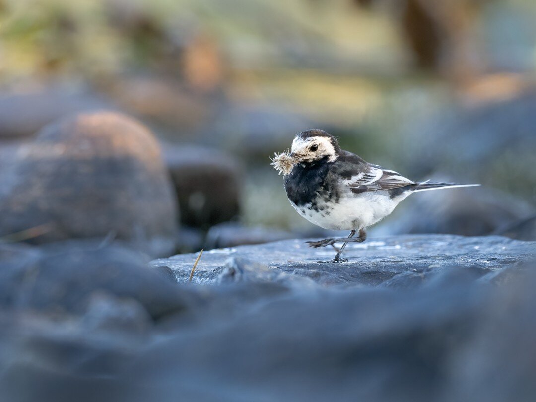 To get down into the bird's environment often means to get a little bit uncomfortable. Lying on rocks and boulders that jab into your sides is instantly forgotten when you get these close encounters and a glimpse into the lives of a little bird like 