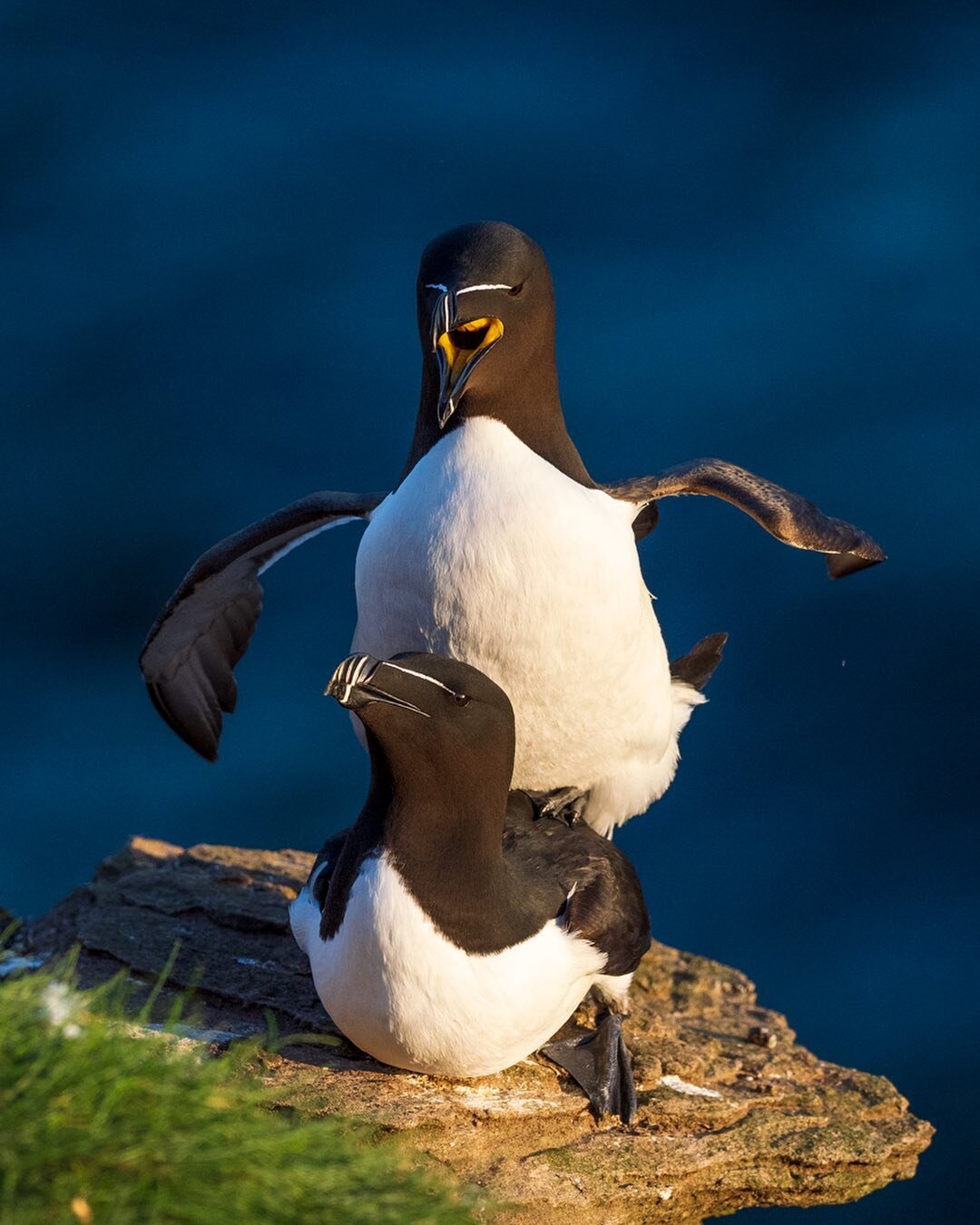 Very grateful that @wildlifephotographicmag chose my image of razorbills mating for their cover! 🙏🙂

Check out the magazine for some great wildlife photography articles 🐾

@omsystem.cameras 

#razorbill #seabirds #wildlifephotography #birdphotogra