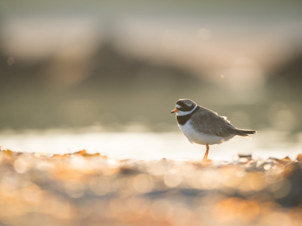 OM-1, 150-400mm f/4.5, 500mm, f/5.6, 1/200s, ISO 250