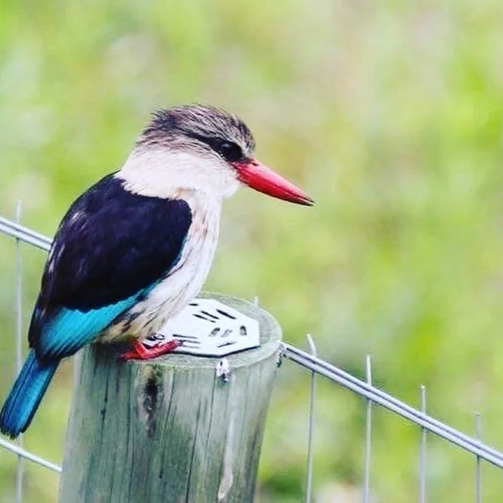 Kingfisher bird on fence post sitting on a nail plate