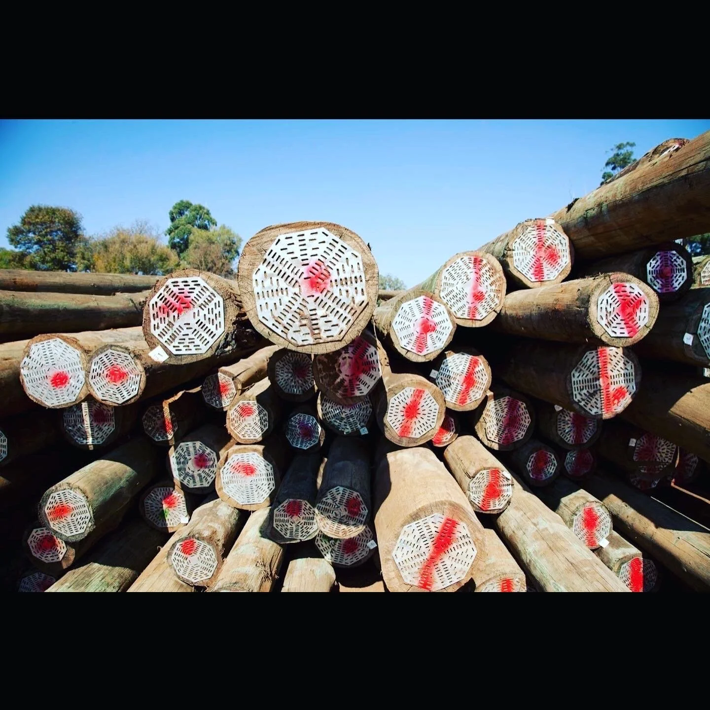 Stacked wooden logs with nail plates on ends, featuring red markings, against a blue sky background.