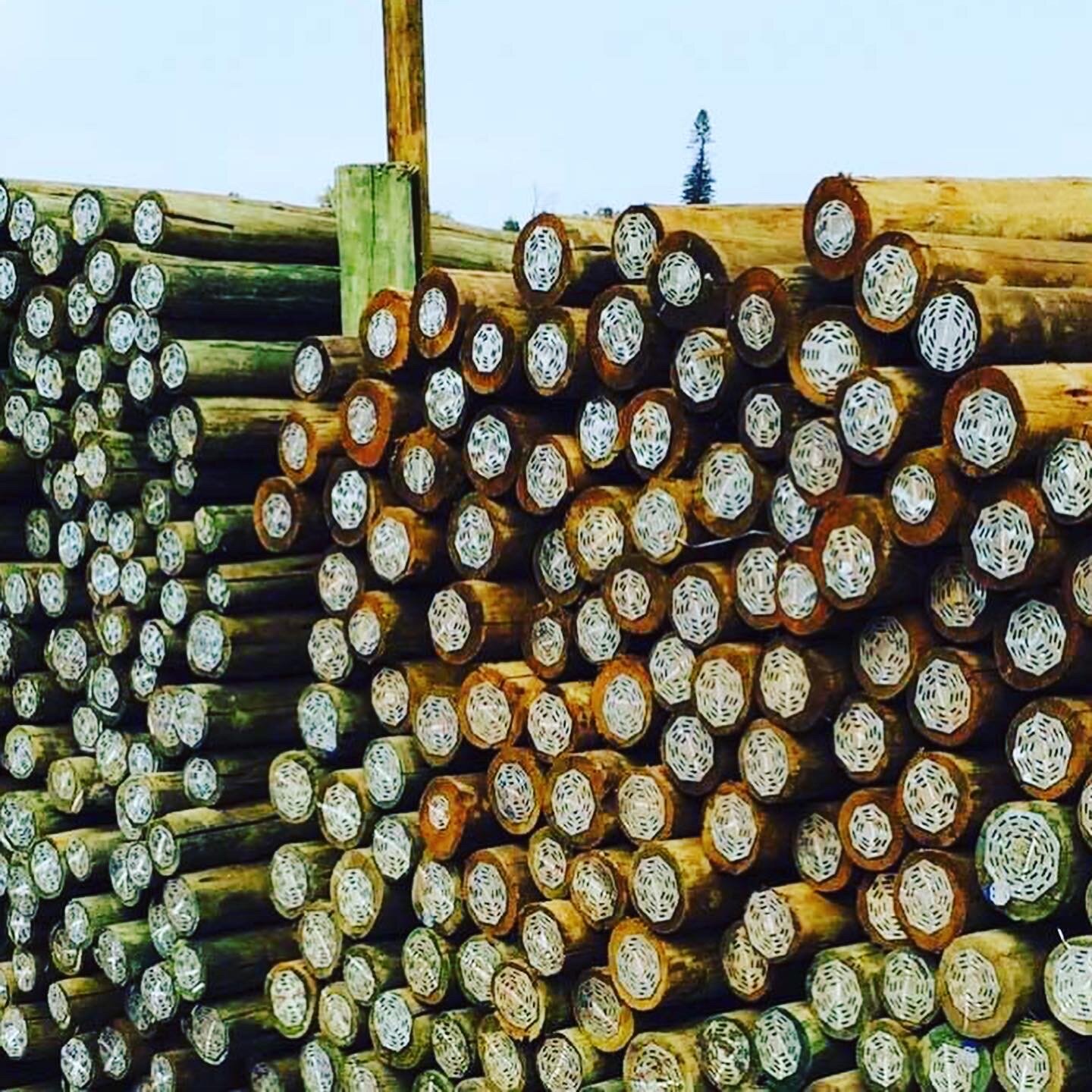 Stacked timber poles with nail plates on the ends to protect them
