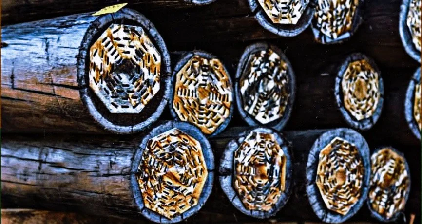 Stacked logs or timber poles with nail plates on the ends