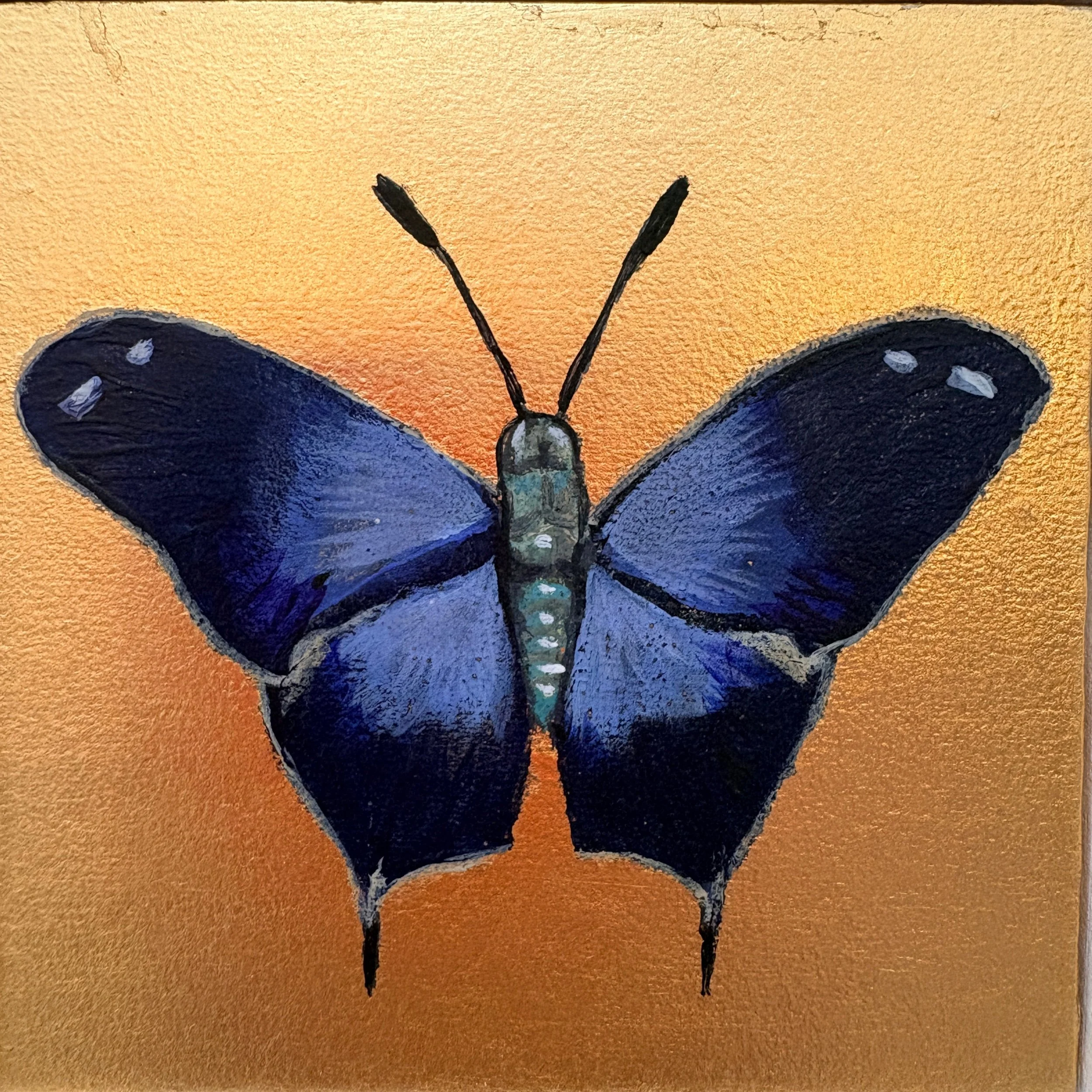 Blue Morpho Butterfly