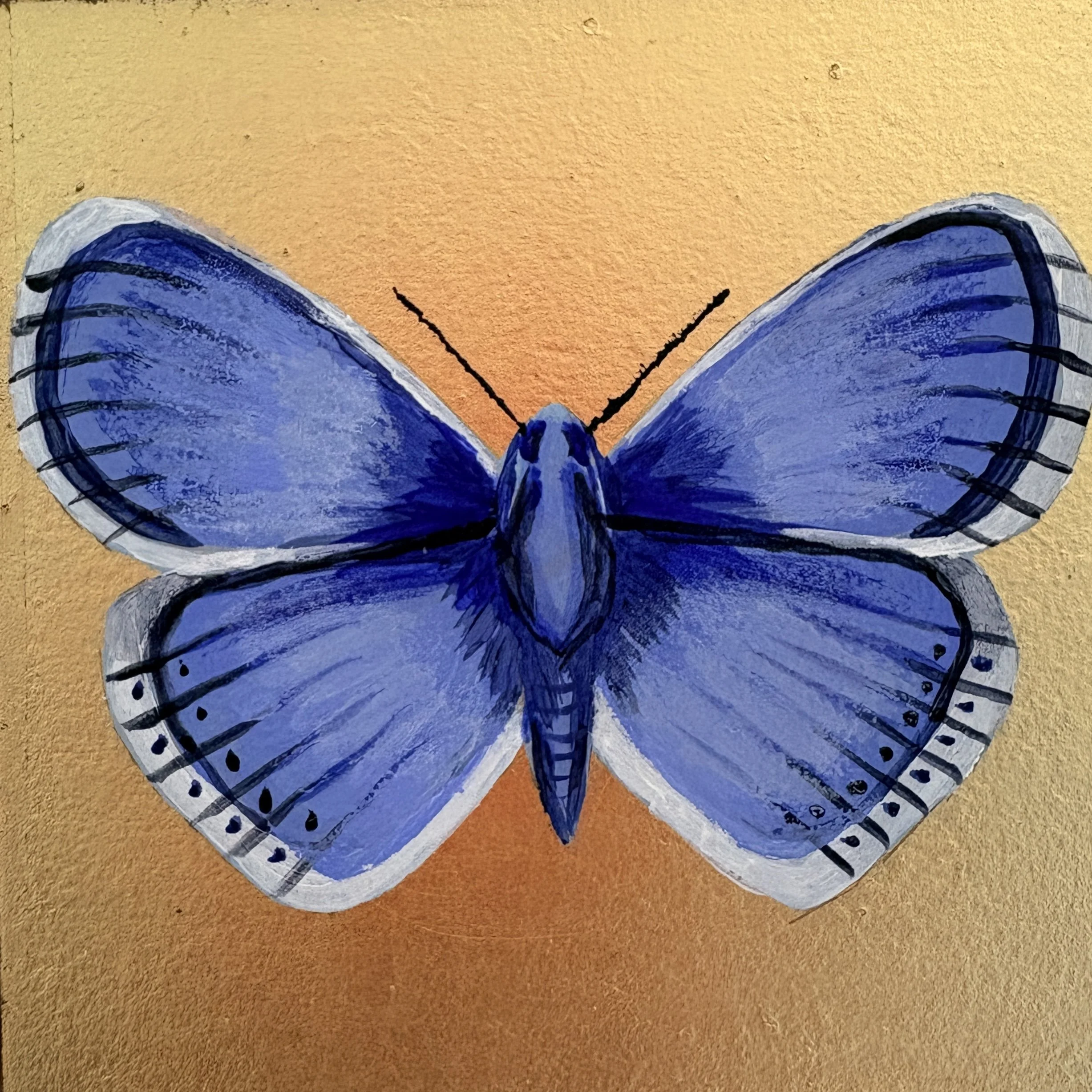 Common Blue Butterfly