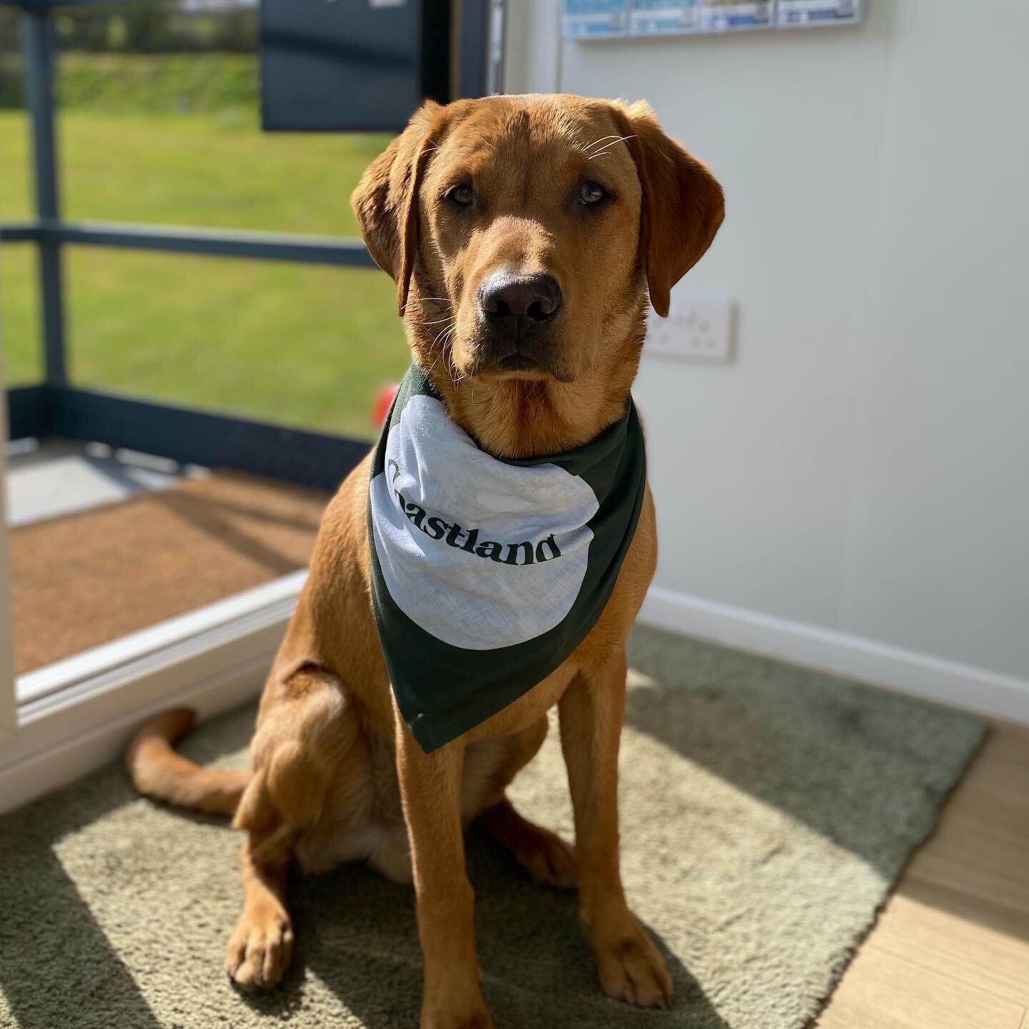 Meet our four-legged team member, Hobie. He is head of the meet &amp; greet committee and when he&rsquo;s not doing that, he is shredding things from the waste paper basket. His favourite things to do in his free time are take long walks on the beach